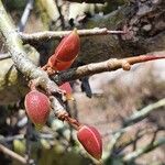 Commiphora schimperi Froito