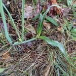 Colchicum longifolium Leaf