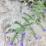 Echium arenarium Flor