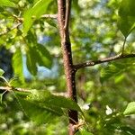 Prunus pensylvanica Bark