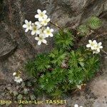 Saxifraga losae Habit