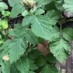 Rubus fruticocus TayberryFeuille