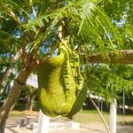 Jacaranda cuspidifolia Fruto