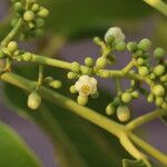 Khaya anthotheca Floro