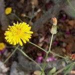 Crepis micrantha 花