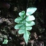 Adiantum latifolium Blatt