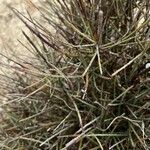 Ephedra foeminea Bark