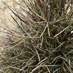 Ephedra foeminea Rusca