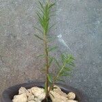 Portulaca rubricaulis Corteza