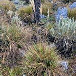 Cortaderia pungens Habit