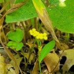 Erysimum cheiranthoides Leaf