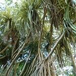 Pandanus tectorius 整株植物