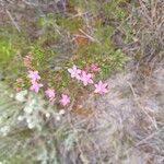 Centaurium erythraea Λουλούδι