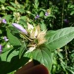 Barleria cristata Fruit