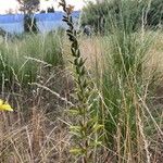 Oenothera stricta Plante entière