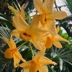 Dendrobium chrysotoxum Žiedas