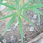Amaranthus fimbriatus Leaf