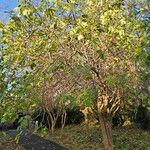 Sambucus nigra Celota