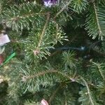 Abies fraseri Delienn