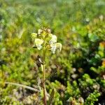 Pedicularis lapponica Flower