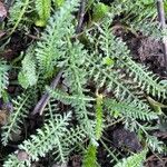 Achillea odorata Foglia