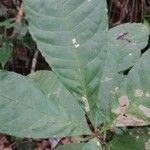 Vitex grandifolia Folha