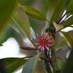 Bruguiera gymnorhiza Kvet