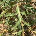 Eryngium amethystinum Leaf