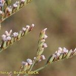 Limonium legrandii Other