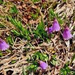 Soldanella pusilla Blüte