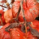 Physalis alkekengi Fruchs