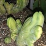 Echinopsis lageniformis Hoja
