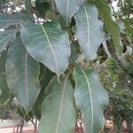 Terminalia argentea Φύλλο