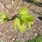 Acer macrophyllum Folha