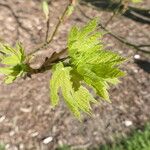 Acer macrophyllum Hoja