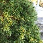 Picea glauca Foglia