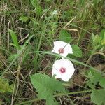 Convolvulus equitans Flower