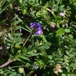 Astragalus nuttallianus Hábitos