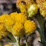 Helichrysum arenariumFloro