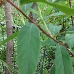 Spiraea salicifolia Leaf