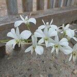 Dendrobium crumenatum Flower