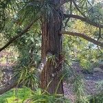 Sciadopitys verticillata Ekosanga