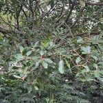 Ficus costaricana Leaf