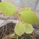 Achyranthes aspera 葉