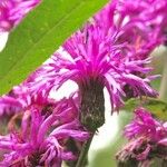 Vernonia gigantea Flower