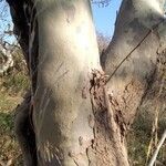 Platanus orientalis 樹皮