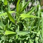 Alstroemeria psittacina Leaf