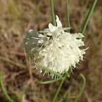 Cephalaria leucantha Blüte