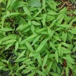 Leersia virginica Blatt