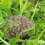 Selinum carvifolium Leaf